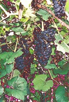 fruit of the vine