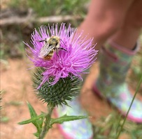 Thistle