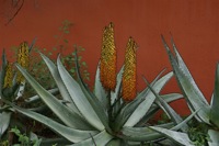 agave