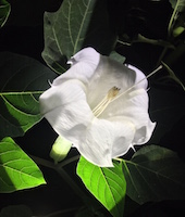 datura