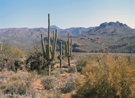 saguaros