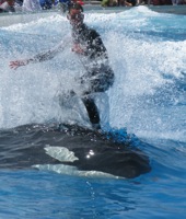 shamu