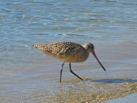sand piper