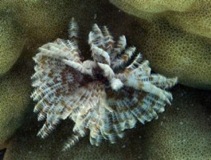 Cook Island Coral polyp