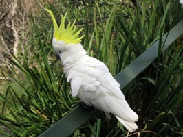 cockatoo
