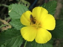 Polynesian Bee