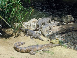 karawanga rain forest