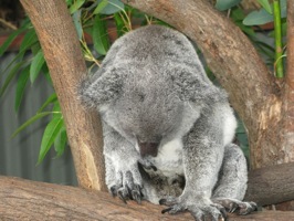 koala