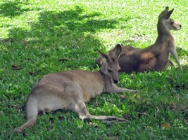 kangaroo