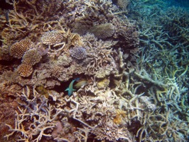 great barrier reef