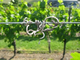 grape vine