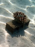 Coral Restoration Project Moorea Island
