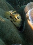 Cylindrical Coral Polyp - Aitutaki, Cook Islands