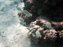 Convicts Escape the Reef - Taha'a