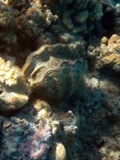 Giant Clam - Aitutaki Cook Islands