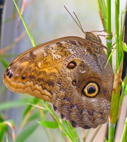 Butterfly Experience