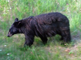 Black Bear