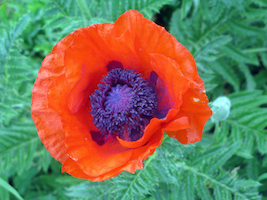 poppy