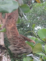 tree sloth