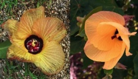 Once I was Beautiful