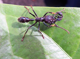 Bullet Ant