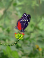 butterfly