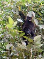 howler monkey