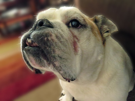 bulldog
