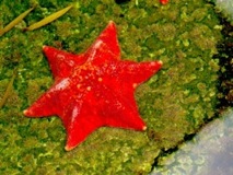 Asteroidea Six Rays Star Fish