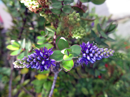 purple bloom
border=