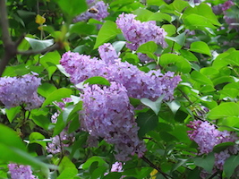 lilacs