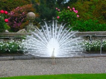 white peacock