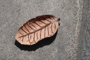leaf