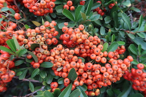 pyracantha