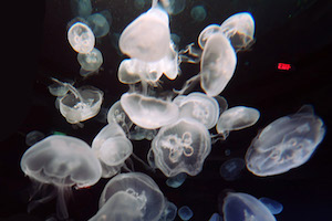 jellyfish
