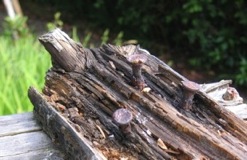 Nails in Rotten Rail