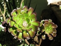 Bouganvilla Bract on Hens and Chickens