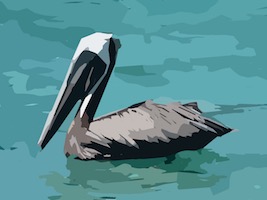Pelican