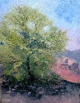 Palo Verde High Desert Shade