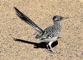 roadrunner
