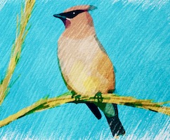 cedar Waxwing